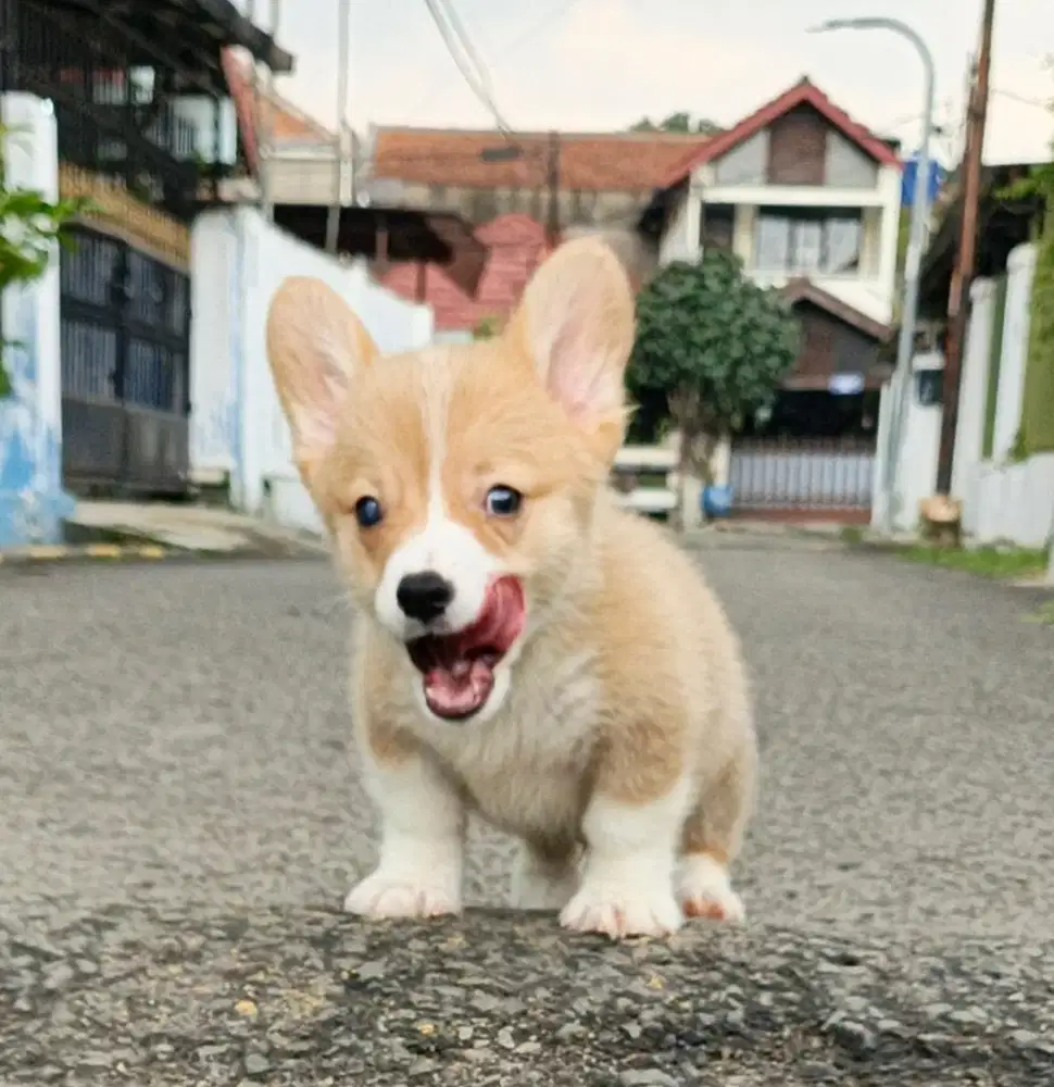 Anjing / puppies welsh corgi jantan cokelat