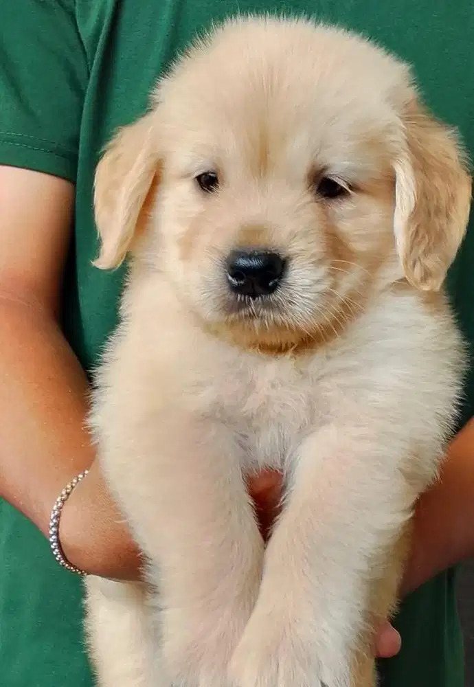 Anjing / puppies golden retriever