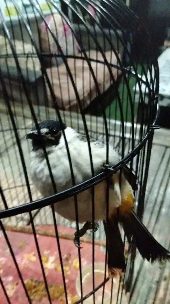 Kutilang jinak rajin