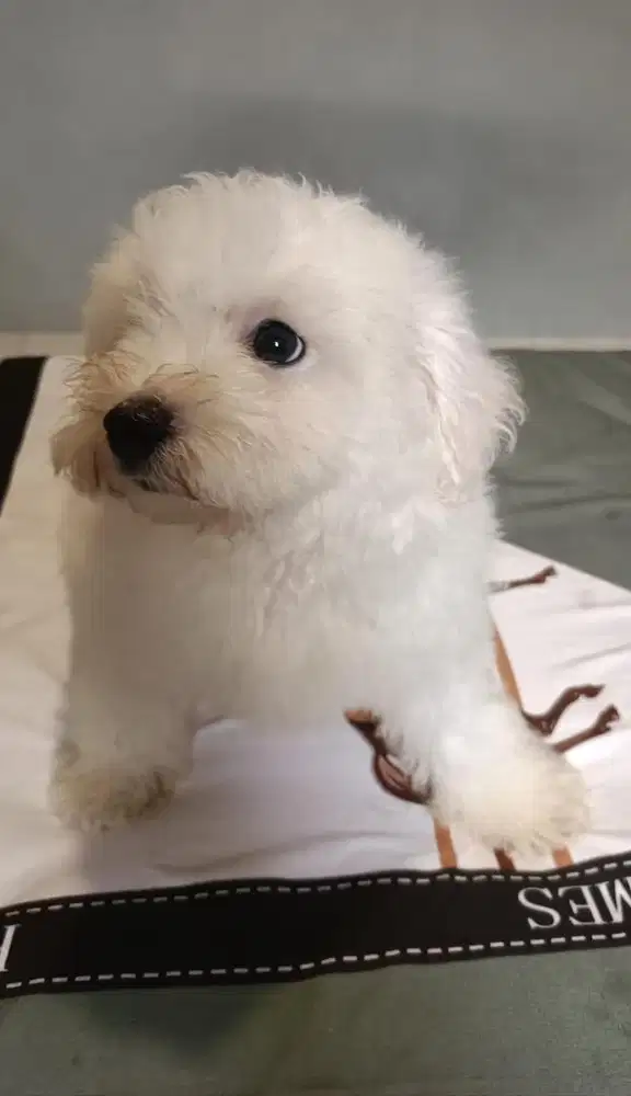 Anjing / puppies bichon frise cute