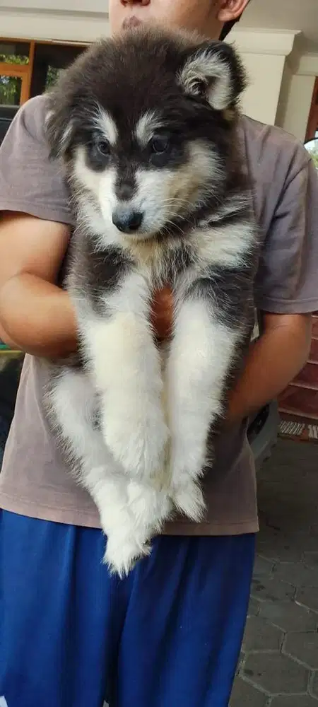 Anjing / puppies alaskan malamute betina