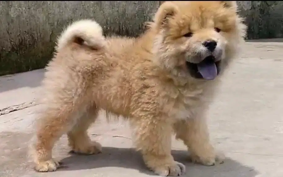 Anjing / puppies chow-chow jantan