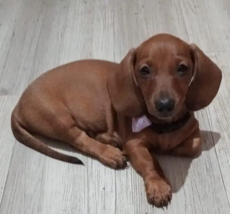 Anjing / puppies teckel jantan