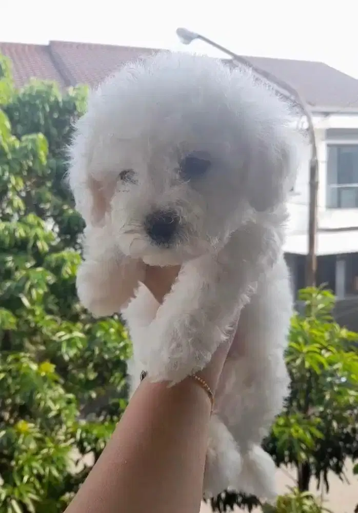 Anjing / puppies bichon frise cute