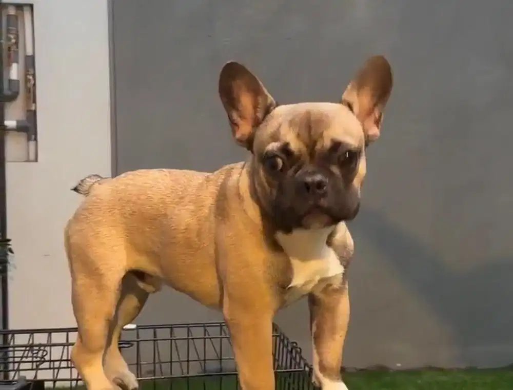 Anjing / puppies french bulldog jantan 5 bulan