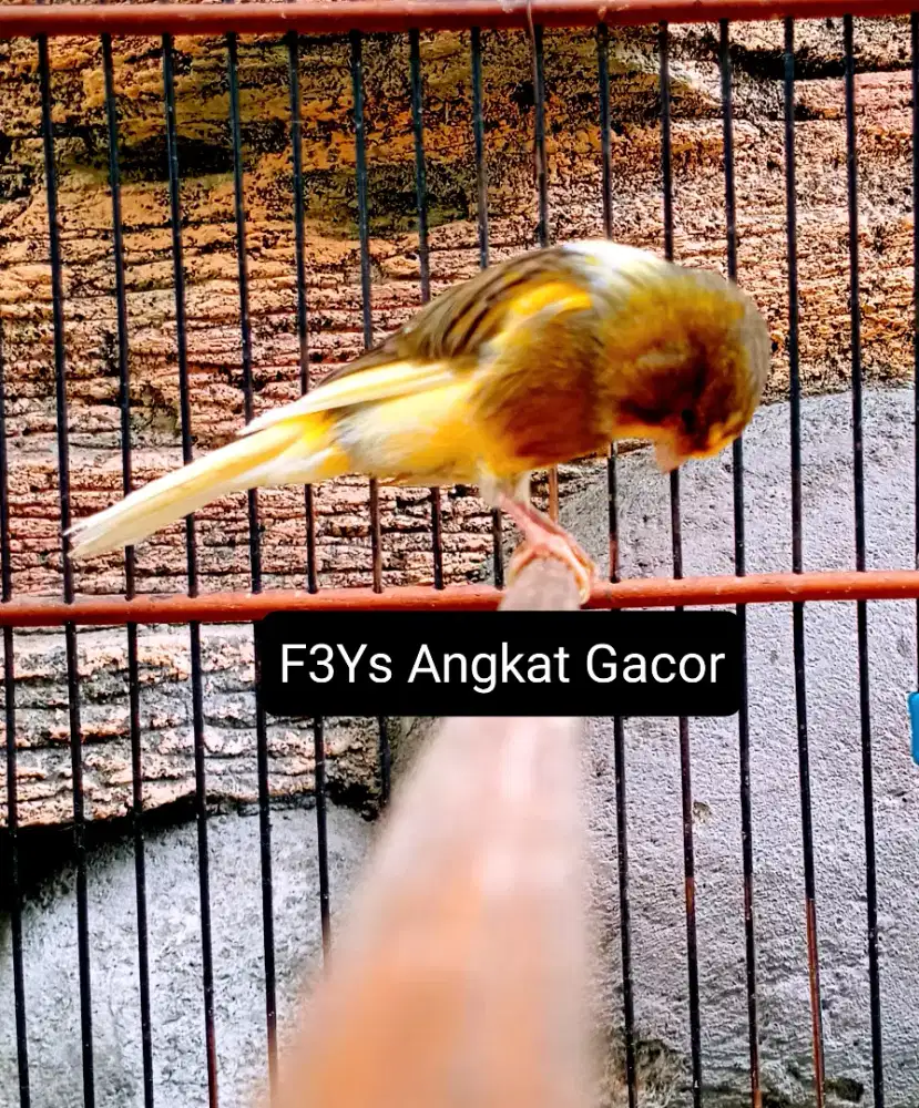 Kenari F3Ys angkat Gacor