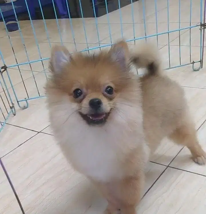 Anjing/ puppies minipom betina 5 bulan