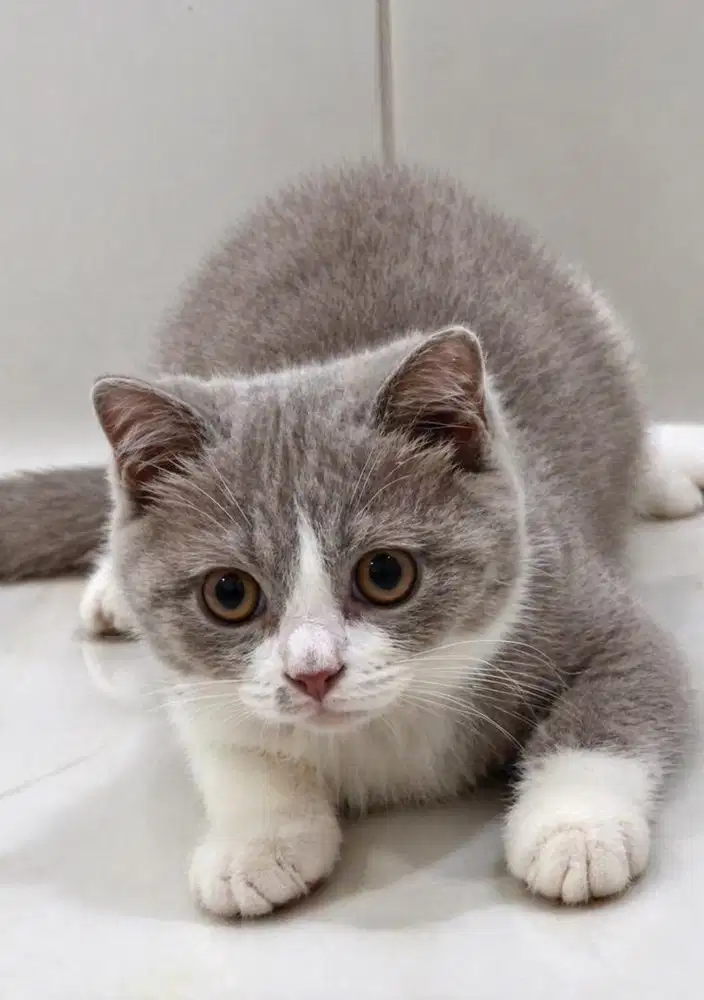 Kucing Bico Fawn Line Ped