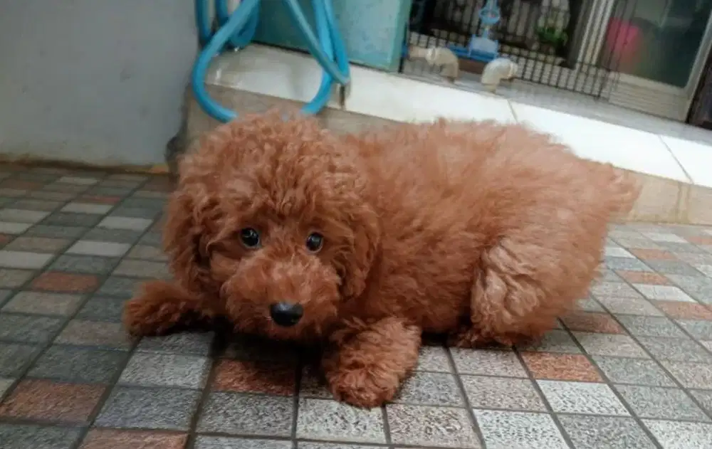 Anjing / puppies red toy poodle (rtp) jantan
