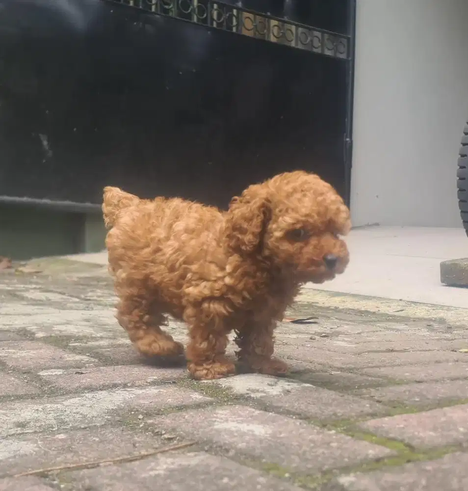 Anjing / puppies red toy poodle betina