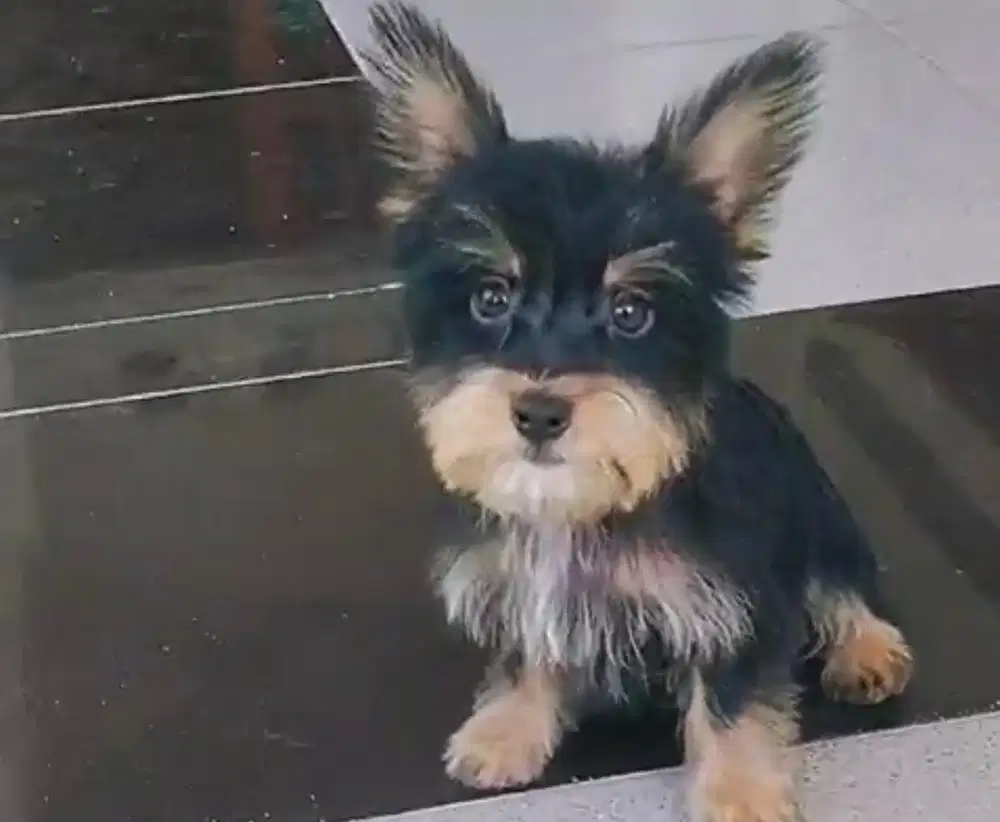 Anjing / puppies yorkshire jantan