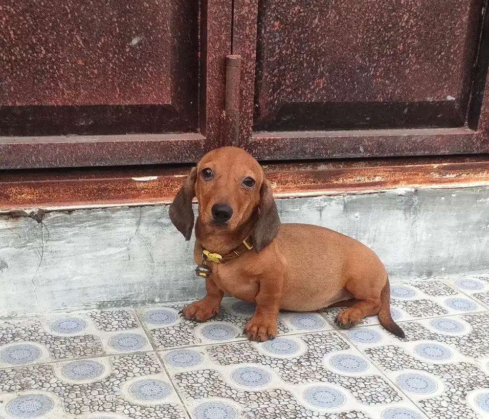 Anjing / puppies teckel betina 6 bulan