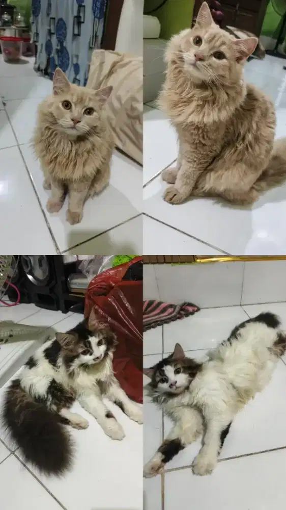 Oper Adopt Kucing Persia