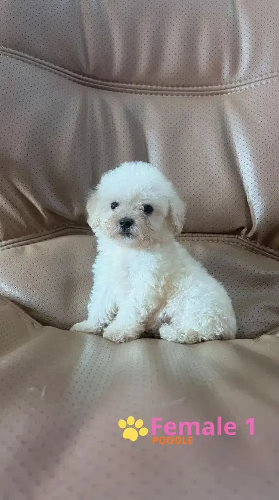 4 CUTE PUPPIES POODLE READY FOR BOOKED