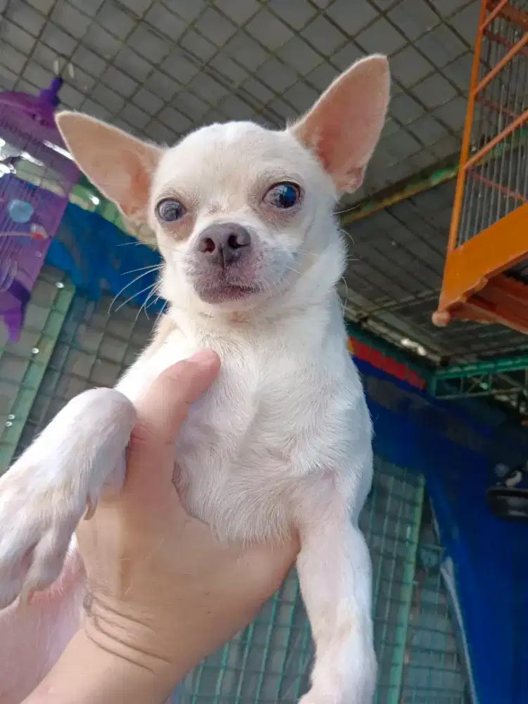 Cihuahua dewasa jantan