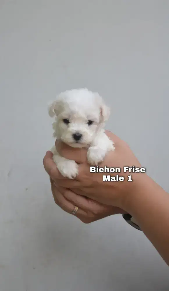 Bichon frise 2 jantan 3 betina