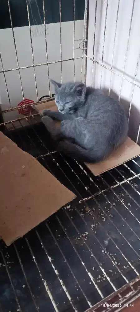 Kitten raas busok usia 2bulan mandiri