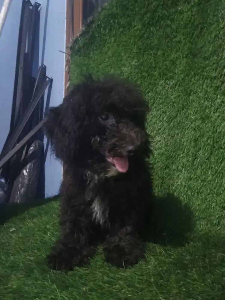 Poodle jantan hitam 4 bln