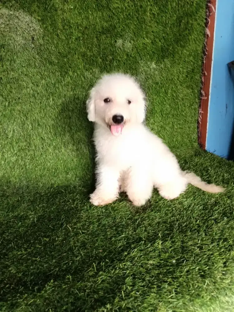 Bichon jantan 5 bln