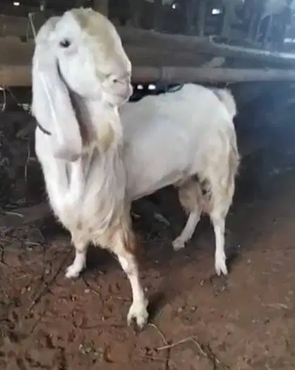 kambing qurban raksasa TB 1 meter siap kambing kurban premium 2026 top