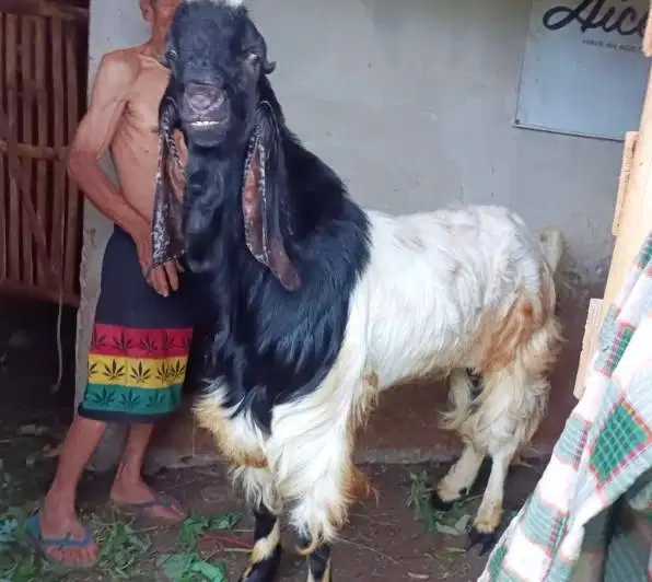 kambing qurban raksasa TB 1 meter siap kambing kurban premium 2026 top