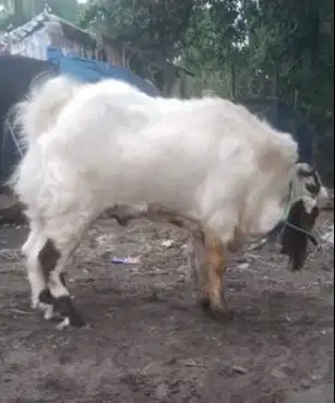 kambing qurban jumboan TB 1 meteran gagah mewah kurban premium 2026 ok
