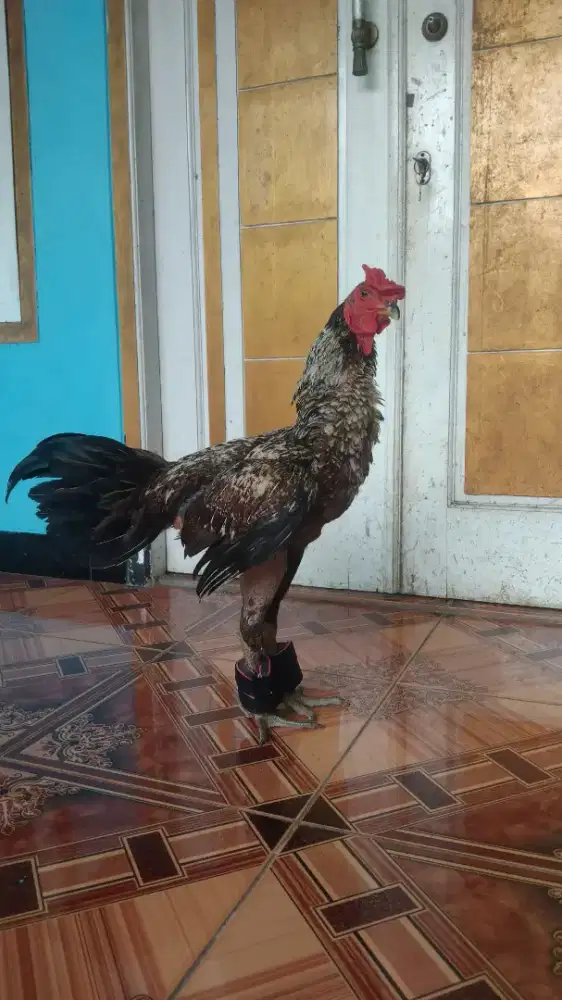 Ayam jago Mangon bulbi