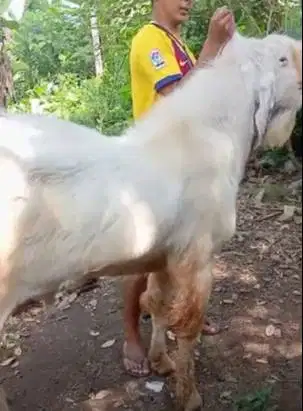 kambing kurban jumboan TB 1 meter siap kambing qurban premium 2026 top