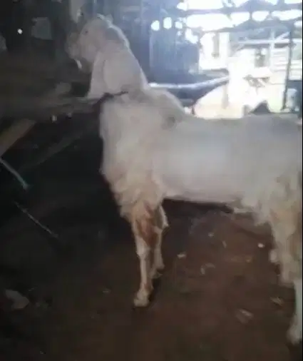 kambing kurban jumboan TB 1 meter siap kambing qurban premium 2026 top