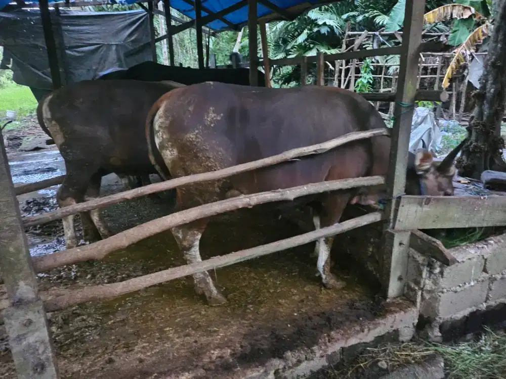 Sapi Jantan siap Kurban