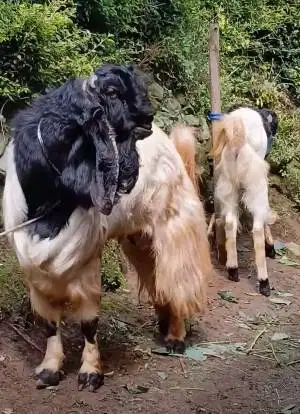 kambing qurban raksasa TB 1 meter siap kurban premium 2026 jamin puas