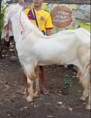 kambing qurban raksasa TB 1 meter siap kurban premium 2026 jamin puas