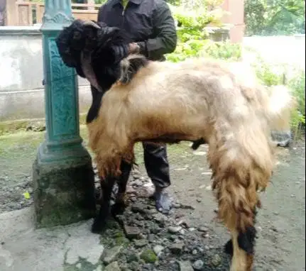 kambing qurban raksasa TB 1 meter siap kurban premium 2026 jamin puas