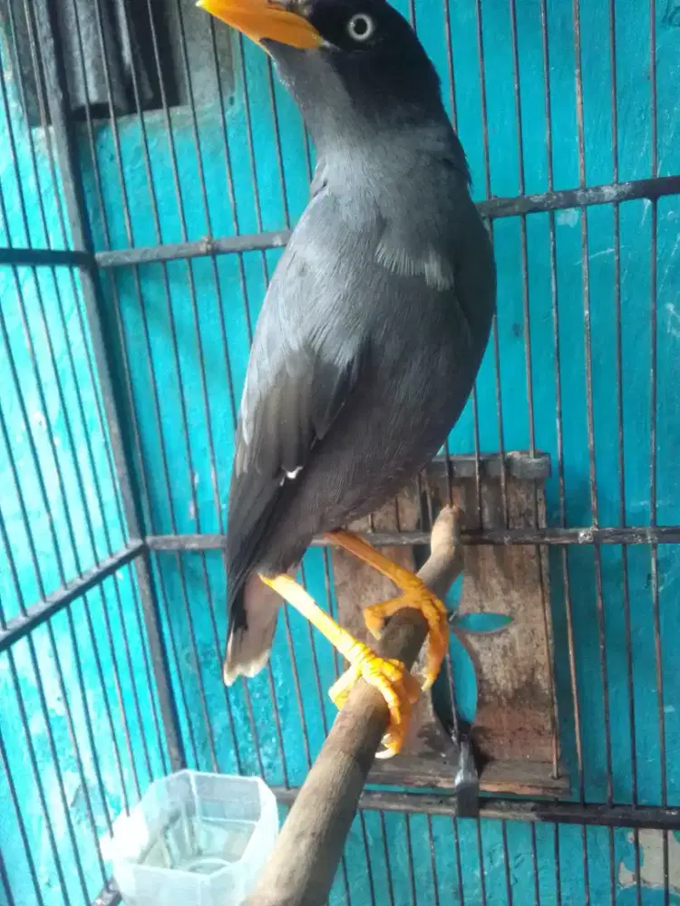 JUAL SANTAI JALAK KEBO BLOROK MATA PUTIH BISA NGOMONG 1 JUTA FULSET