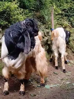 kambing qurban raksasa TB 1 meter siap kambing kurban premium 2026 top