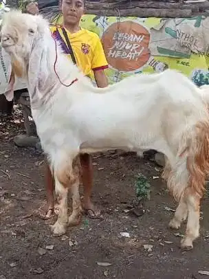 kambing qurban raksasa TB 1 meter siap kambing kurban premium 2026 top