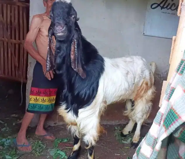 kambing jumbo TB 1 meteran siap kambing qurban premium 2026 jamin puas