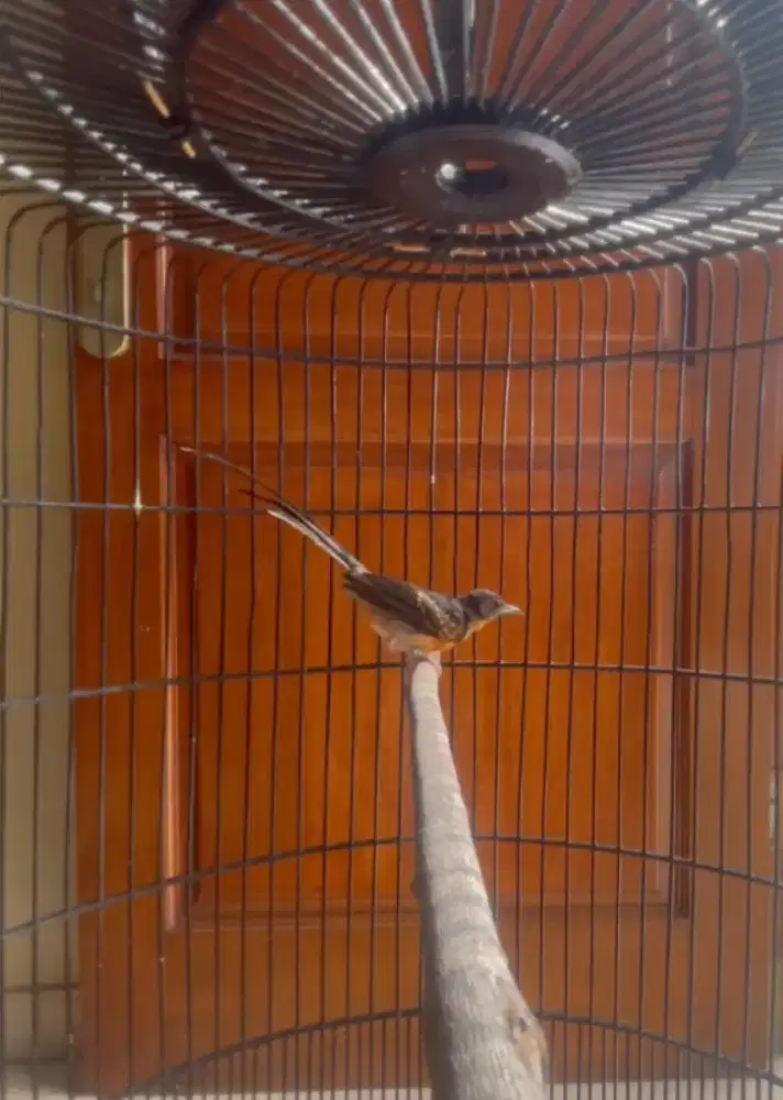 Murai batu trotol jantan trah ekor panjang 46x21cm dds line