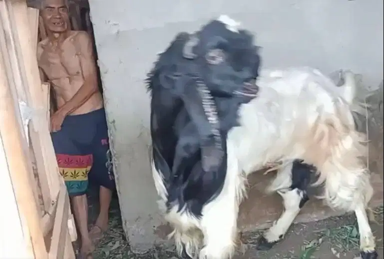 kambing qurban jumboan TB 1 meteran siap hewan kurban premium 2026 top