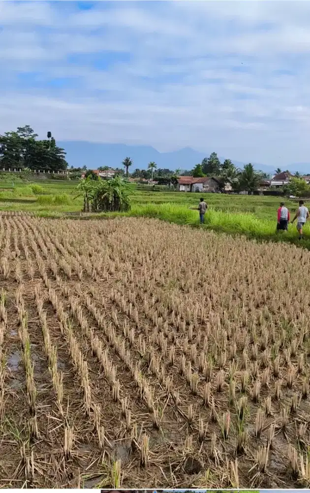 Dijual sawah / tanah indihiang tasik
