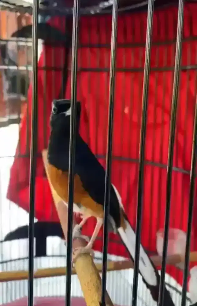 murai batu PRESTASIAN ANGET MAIN EVENT LEVEL REGIONAL