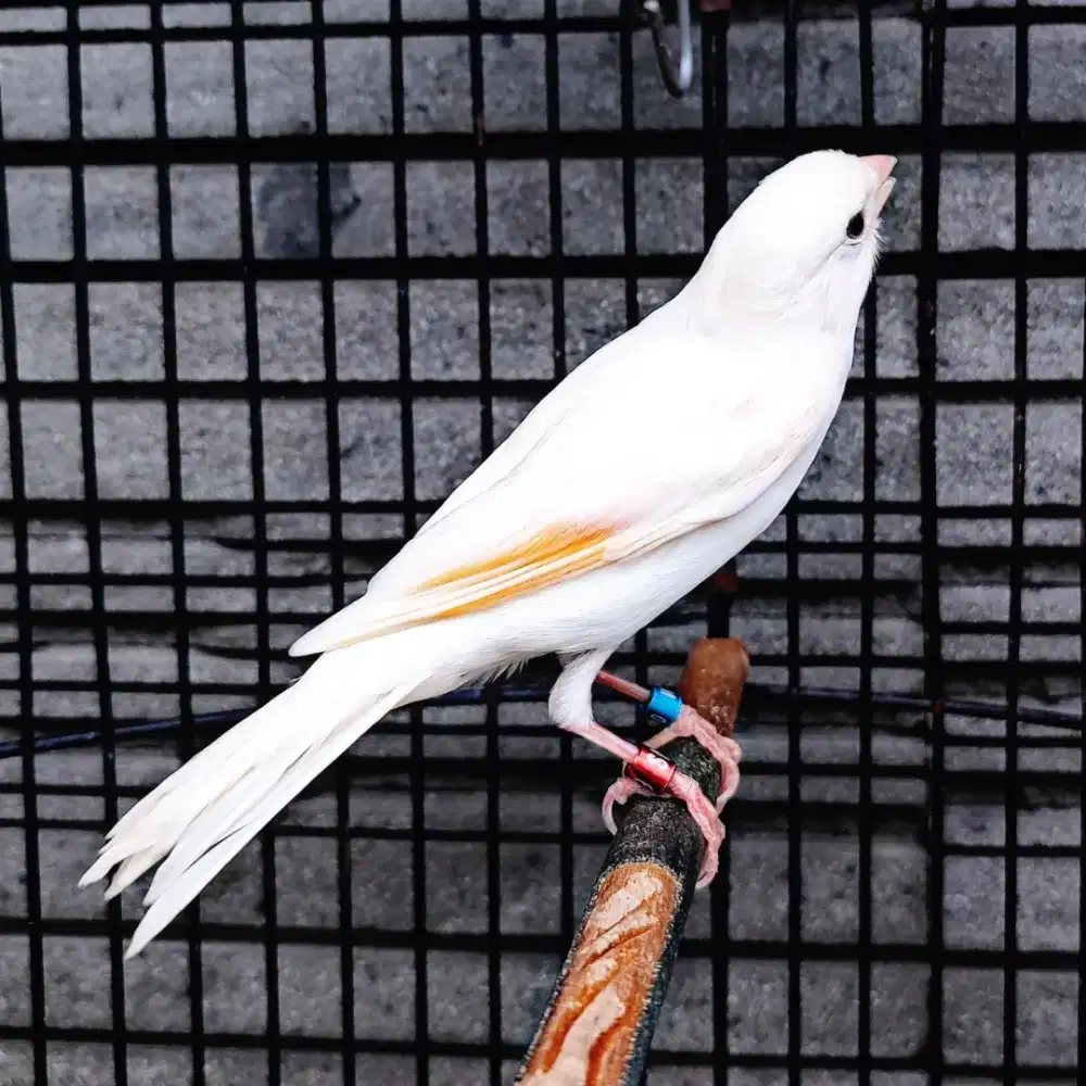 Kenari Putih - Jantan Gacor