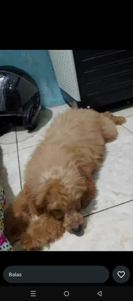 Open adopt, harga bisa di bicarakan