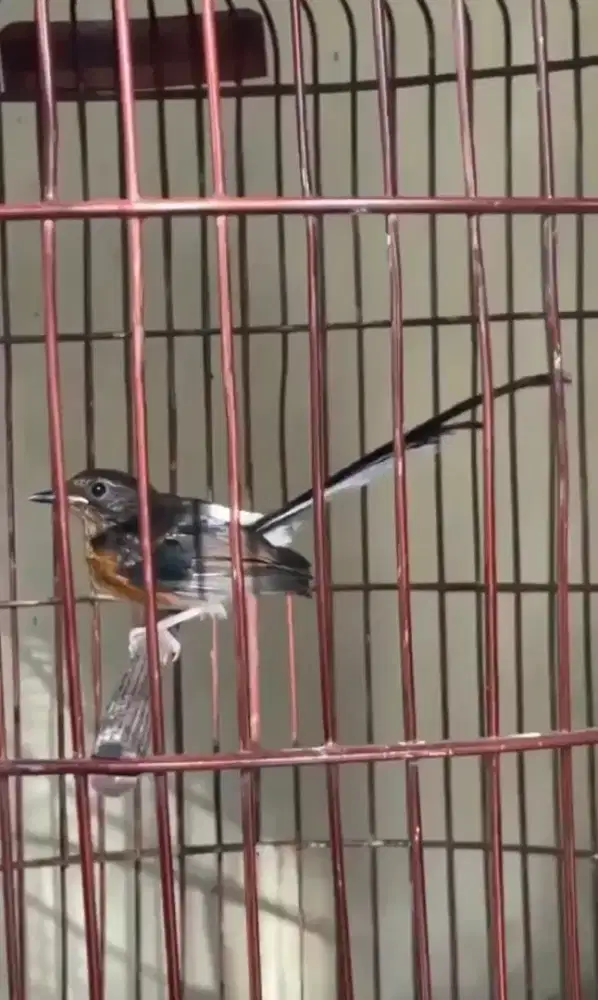 murai batu trotol jantan trah ekor panjang 40x20cm dds line