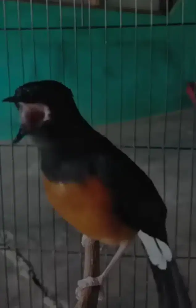 murai batu betina siapan ori hutan bahorok lawas