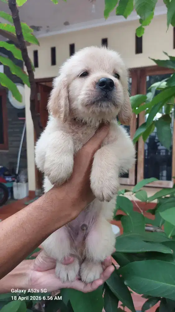 Golden Retriever Puppies