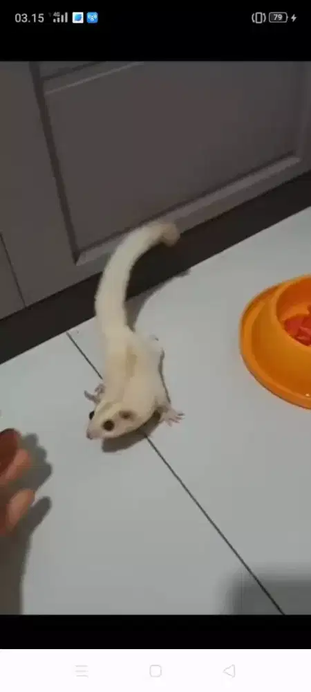 Sugar Glider Creamino