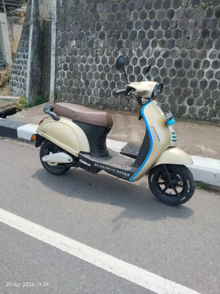 Molis vespa EV1