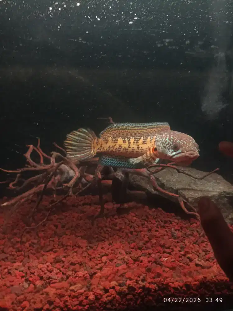 channa auranti 25cm+