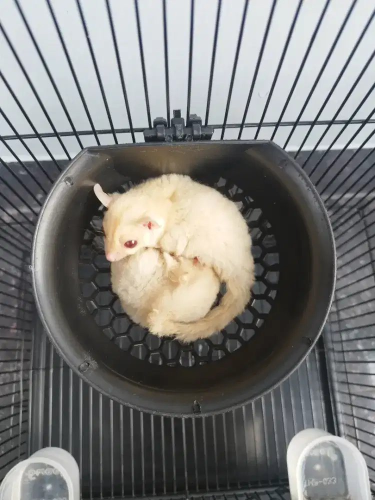 Sugar Glider creamino mata merah sepasang